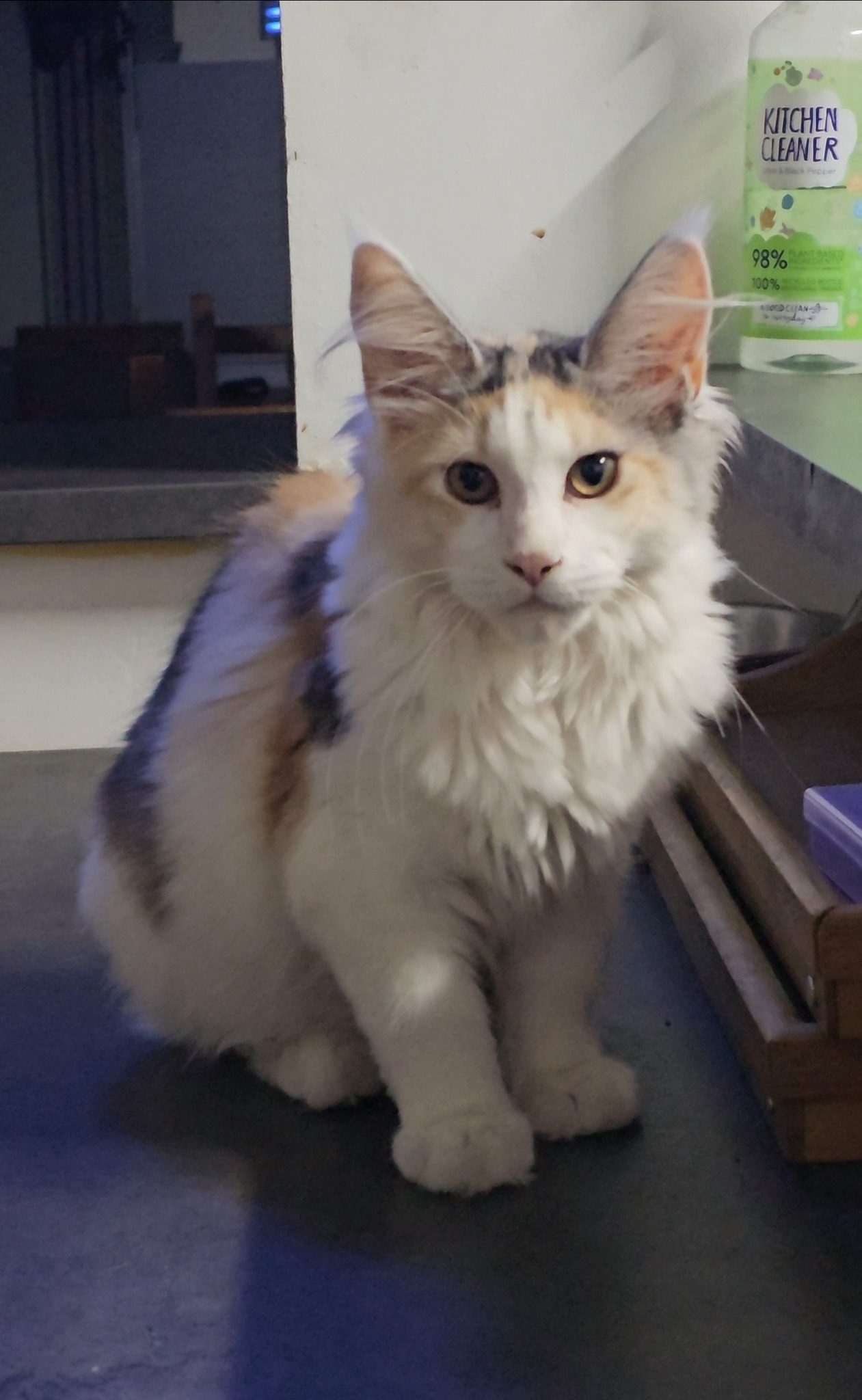 chaton angéle 2